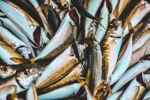 fresh fish exports