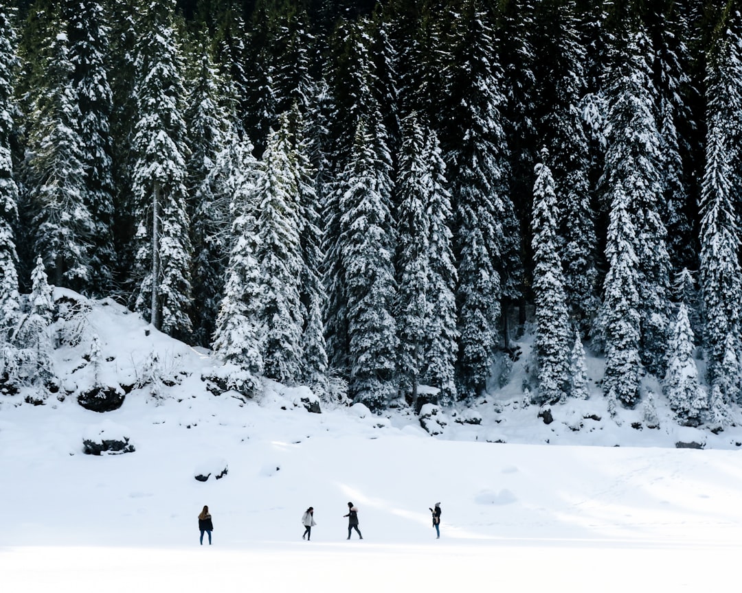 Forest photo spot Karersee Dolomites