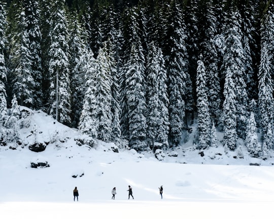landscape photography of four people playing on snow near pine trees in Karersee Italy