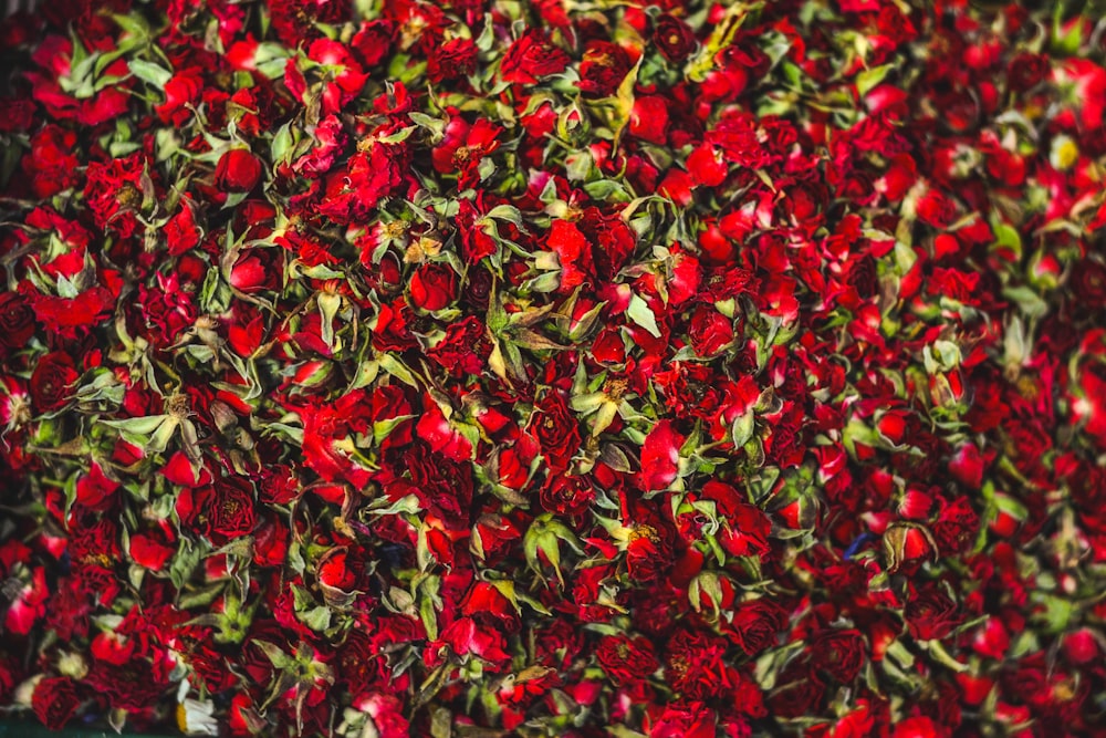 빨간 꽃잎이 달린 꽃의 근접 촬영 사진