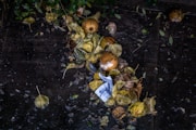 photo of leaves and fruits on black surface