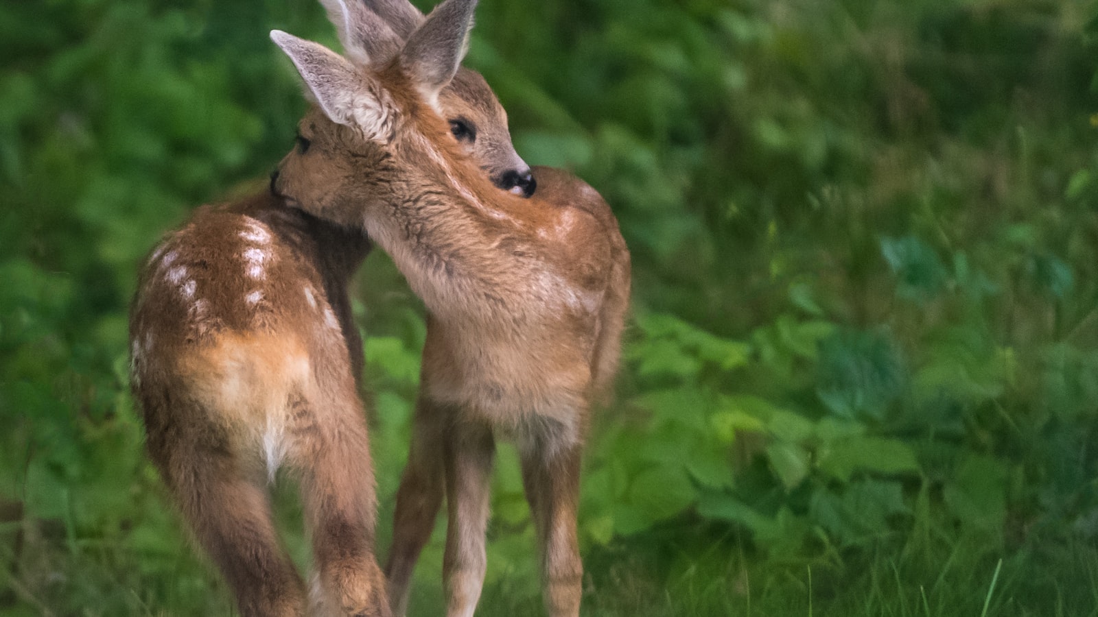 Effective Methods for Removing Deer Poop from Your Lawn