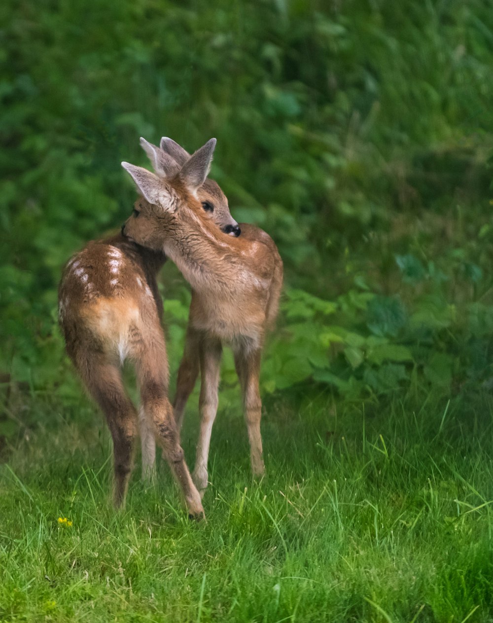two brown deer standing on green grass
