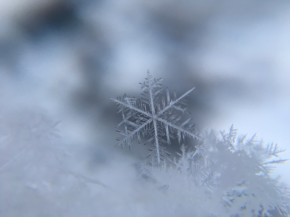 fotografia de foco raso de floco de neve