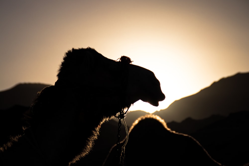 silhouette photo of camel