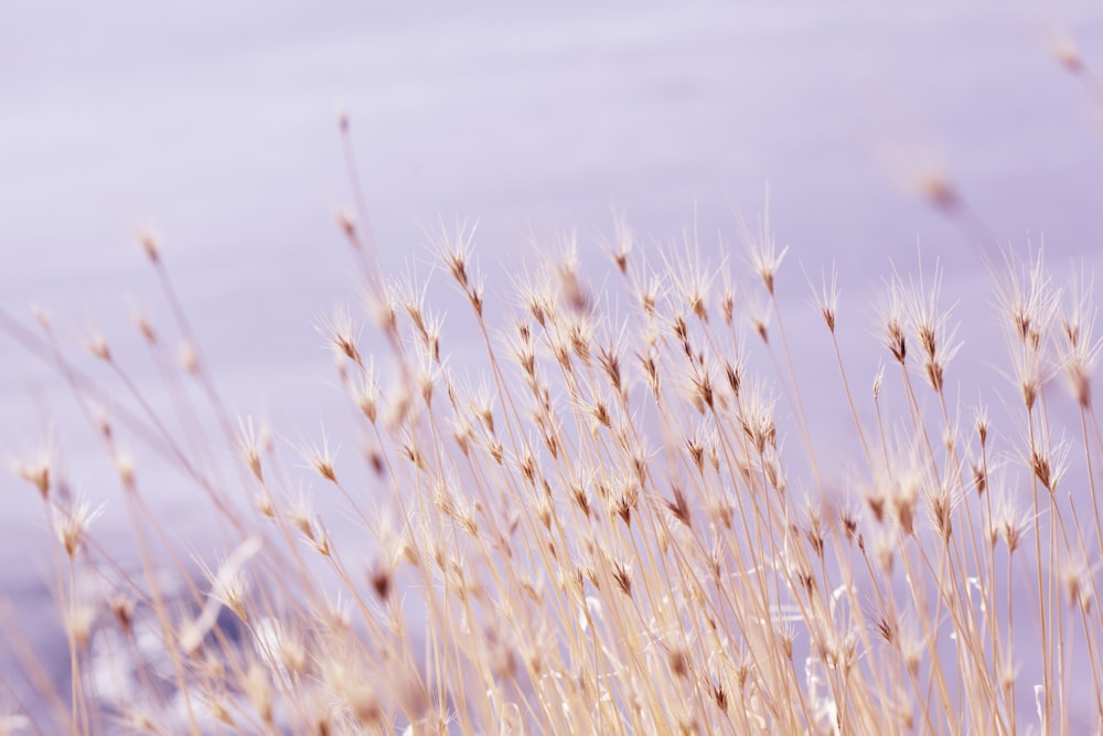selective focus photography of grass field