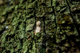 brown tree trunk photography
