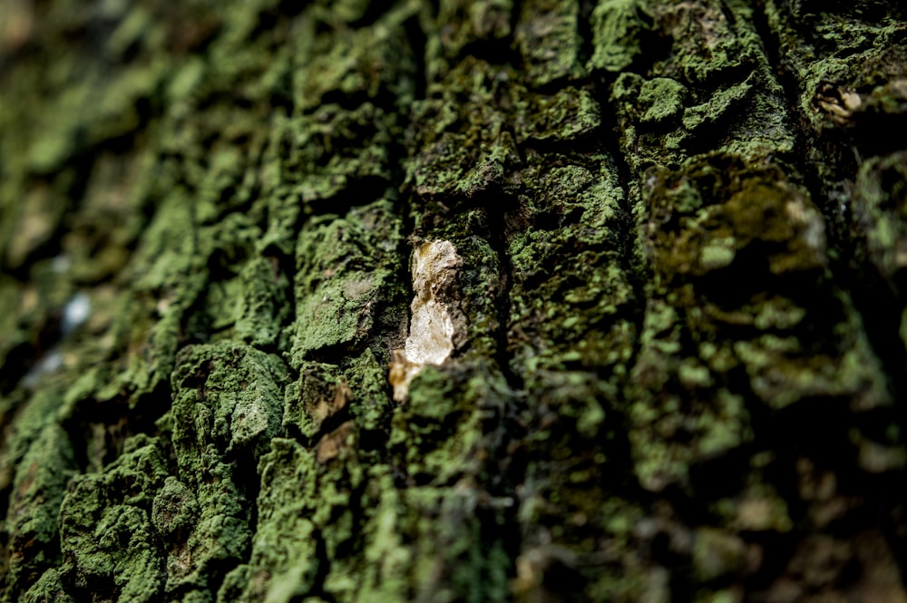 brown tree trunk photography