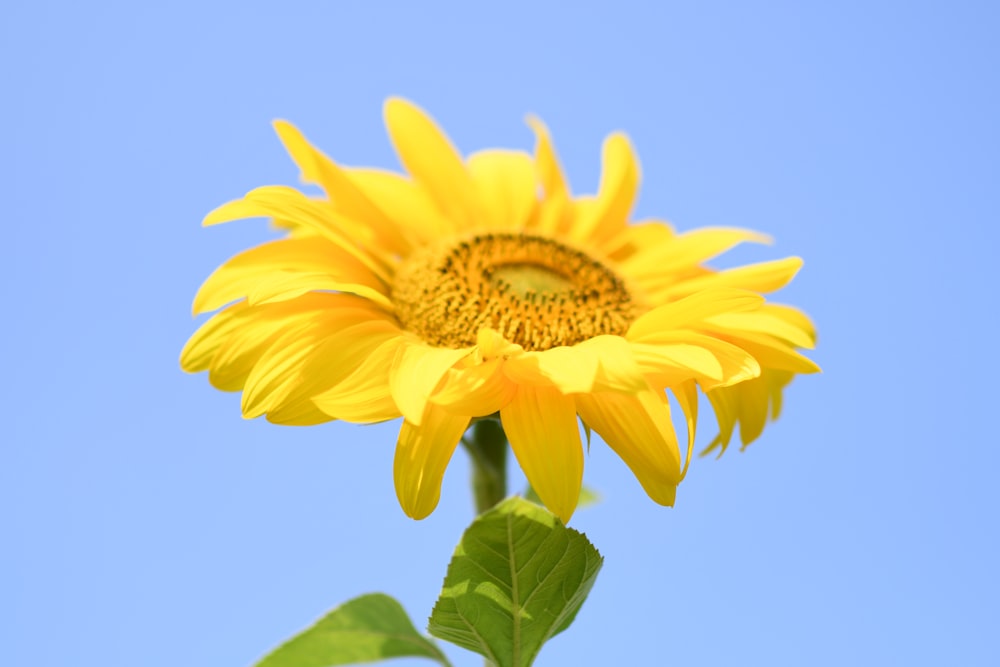 Photographie à mise au point peu profonde de fleur jaune