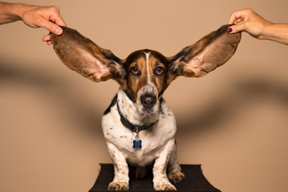 A dog with long, drooping ears is sitting on a stool while two hands stretch out its ears on either side. The dog has a white and brown coat with black spots and wears a collar with a blue tag.