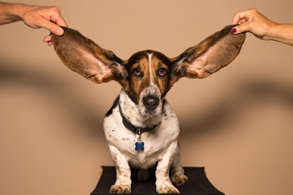 A dog with long, drooping ears is sitting on a stool while two hands stretch out its ears on either side. The dog has a white and brown coat with black spots and wears a collar with a blue tag.