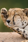 closeup photo of cheetah lying on ground