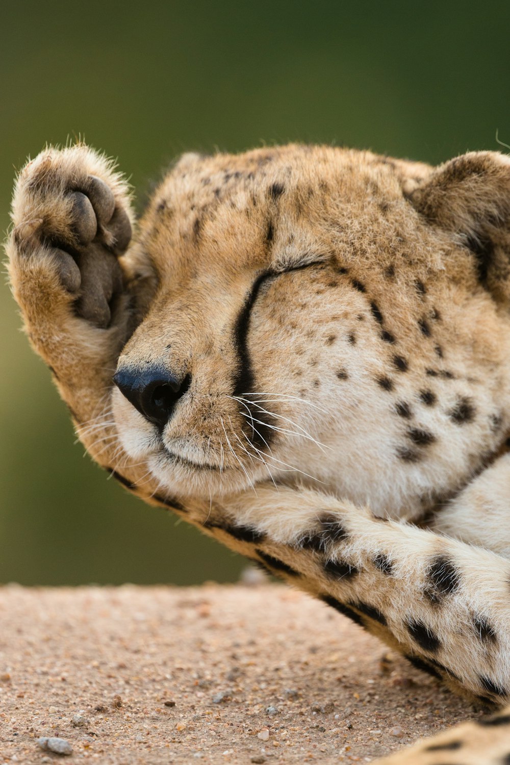 closeup photo of cheetah lying on ground