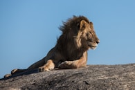 lion laying on ground facing sideways