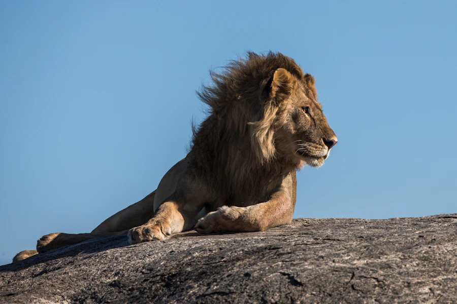 A lion lying on the ground with its face turned sideways — a frame by Daniel Mwangi