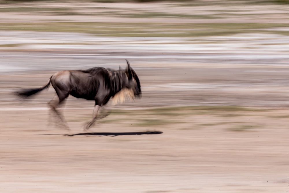 time lapse photography black goat