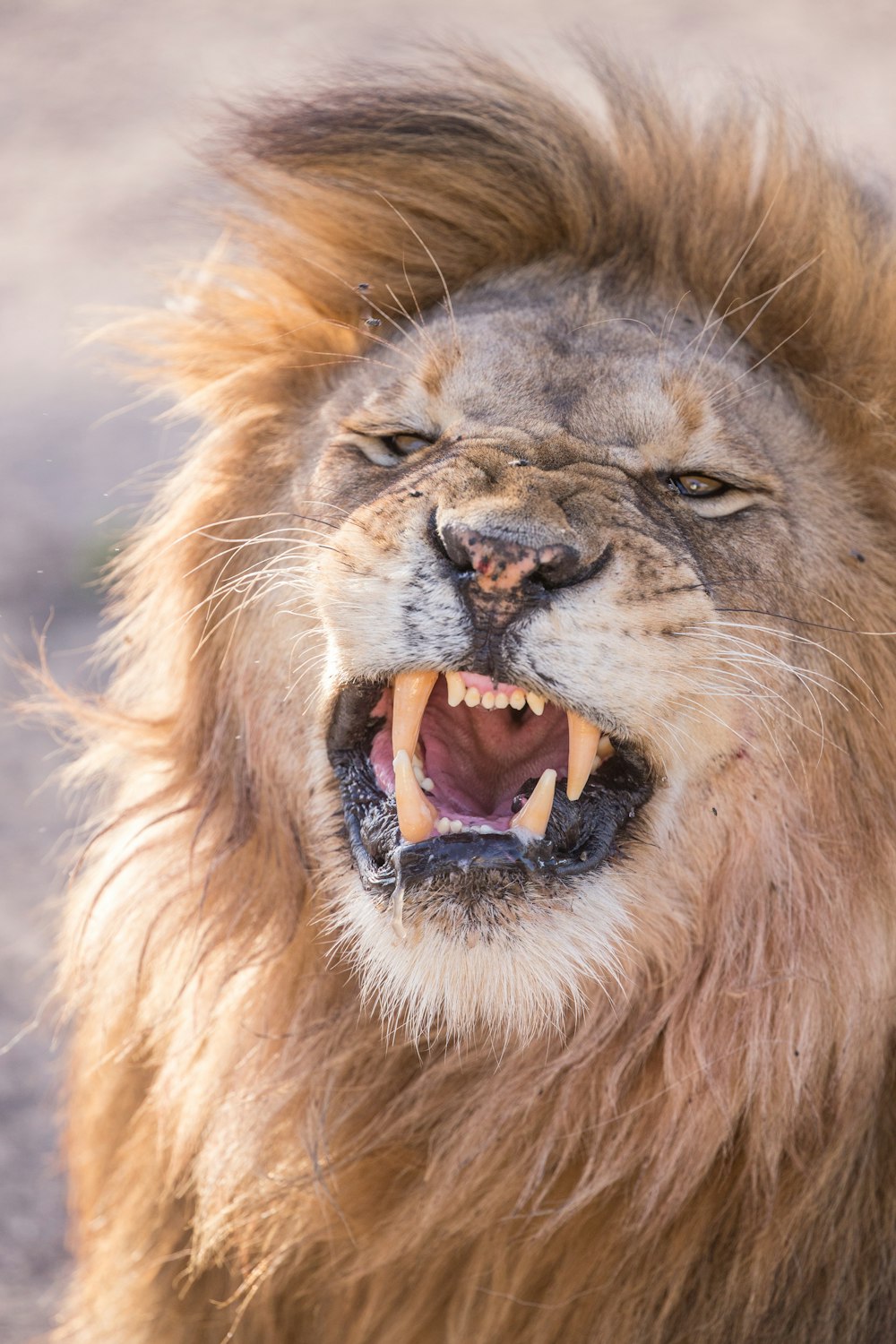 angry lion