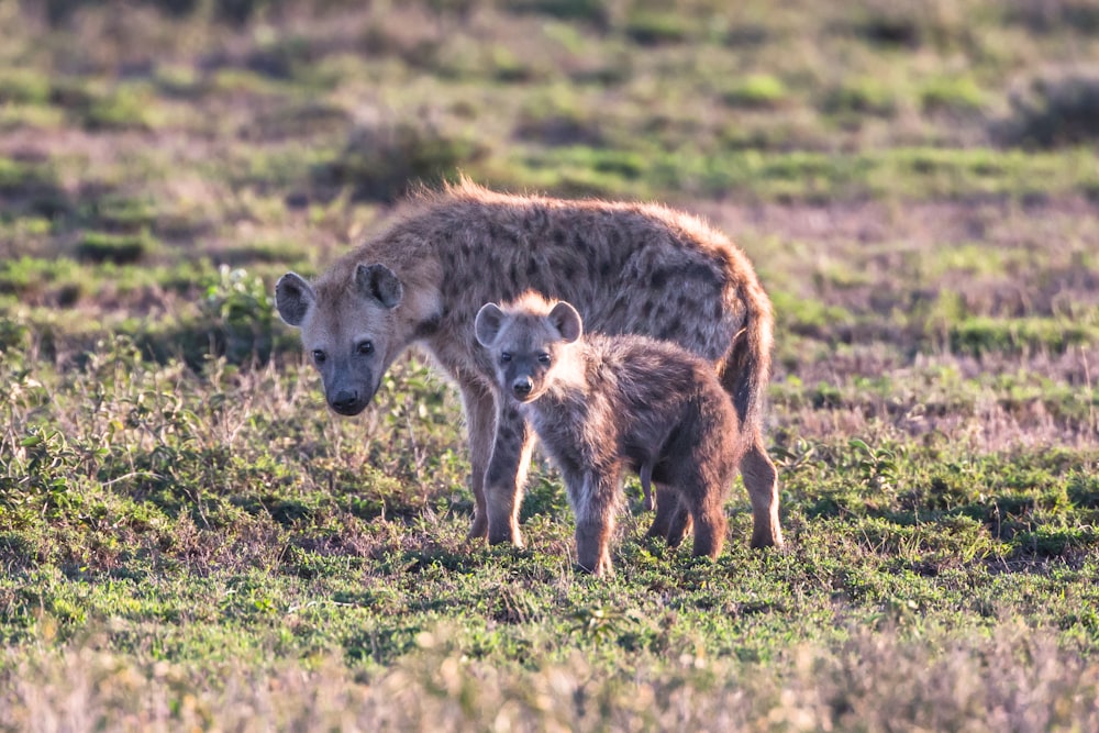 wildlife photography of two wallabies