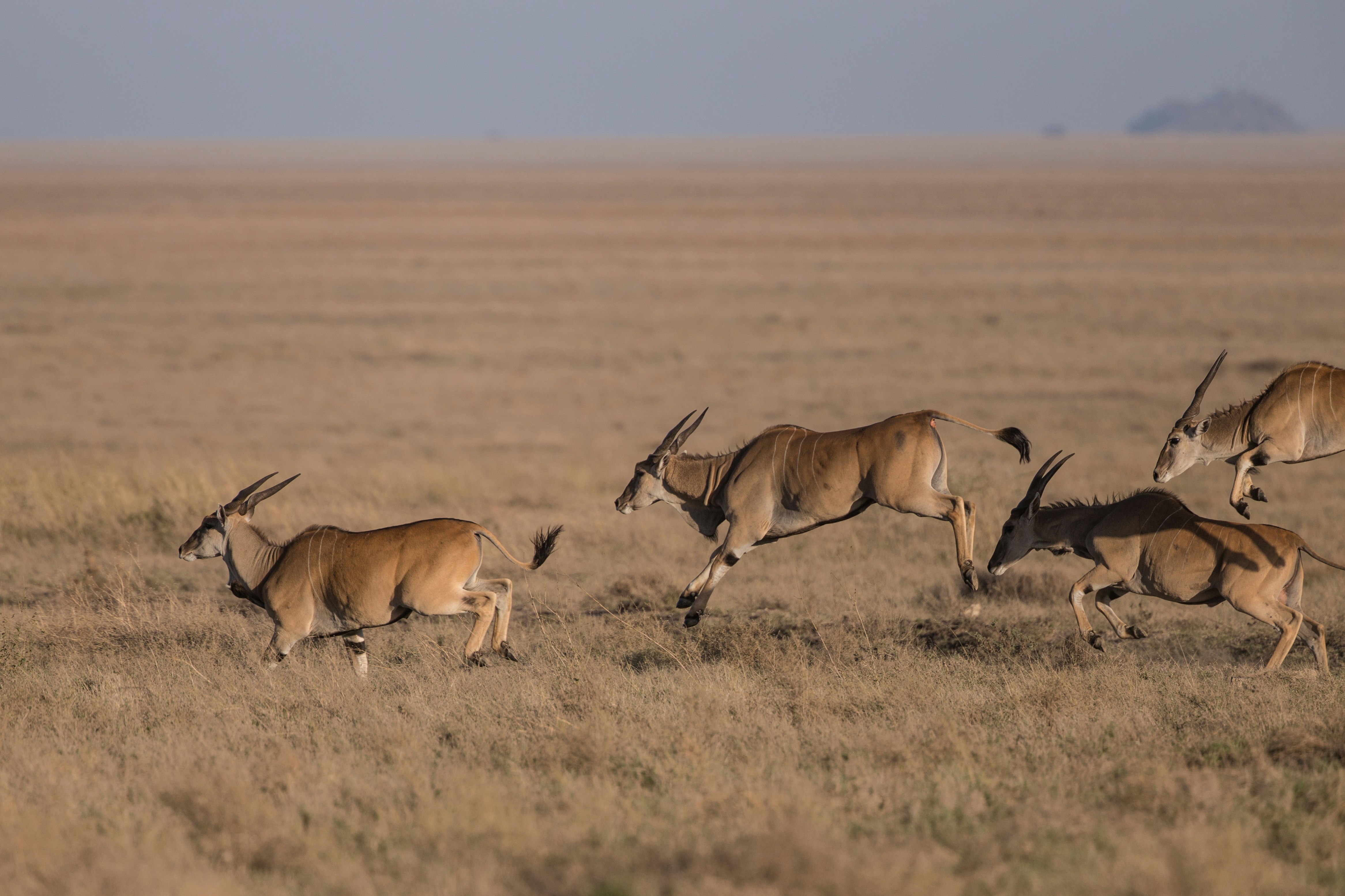 animals running on field during nighttime