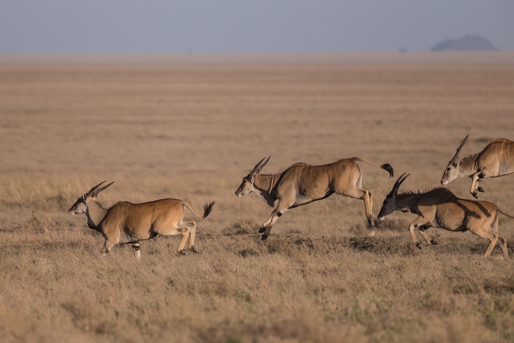 Tiere, die nachts auf dem Feld laufen