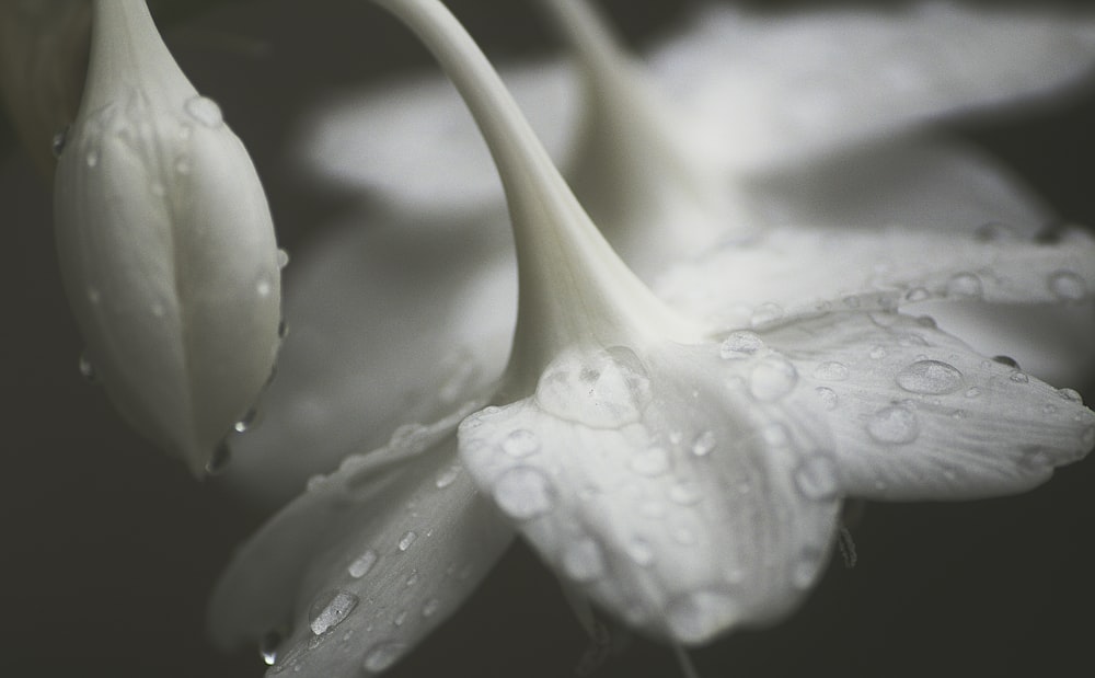 macro photography of water drops on white petal