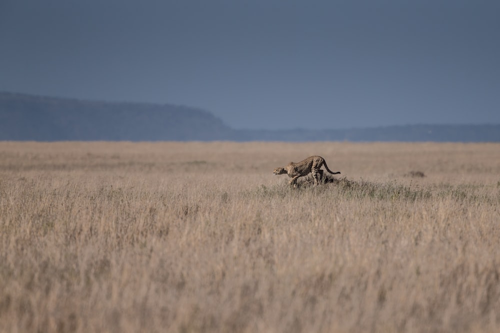 brown animal in the middle of brown grass