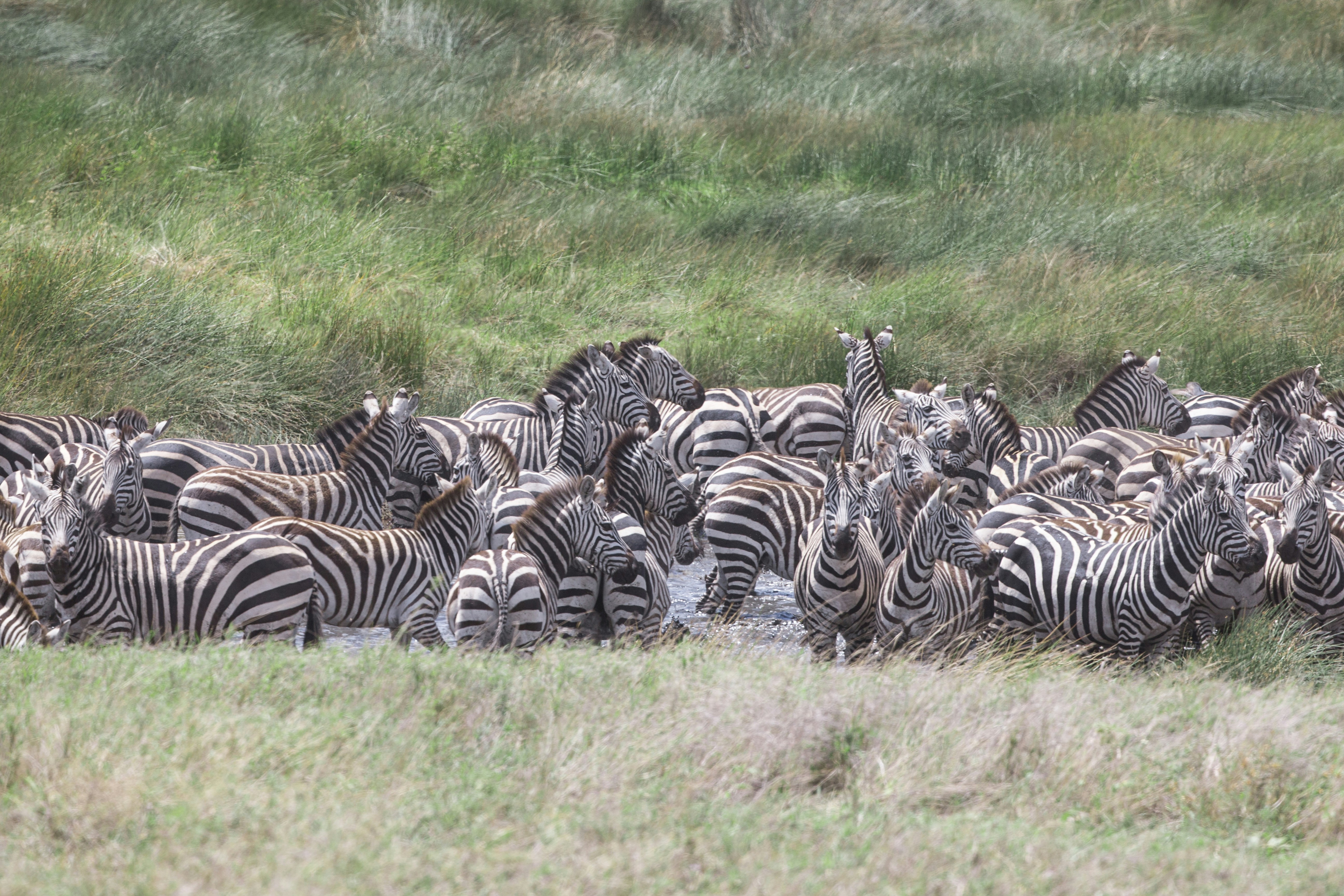 zebra resting on green grasses