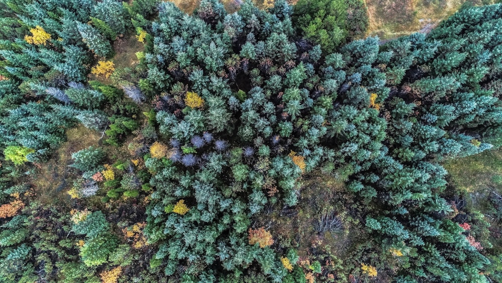 aerial view of forest