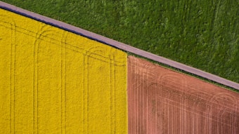 Aerial view of agricultural fields divided into three distinct sections: a vibrant green grass field, a bright yellow crop field, and a brown plowed field. A narrow road separates the grass and crop sections. The fields exhibit distinct textures and patterns, showcasing different stages of cultivation.