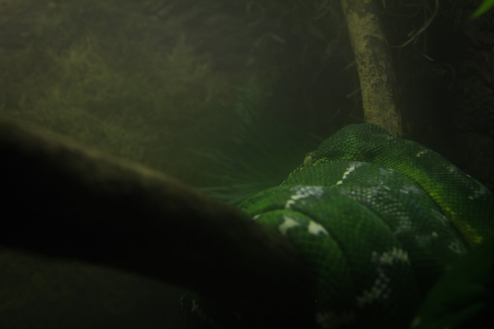 녹색과 흰색 뱀