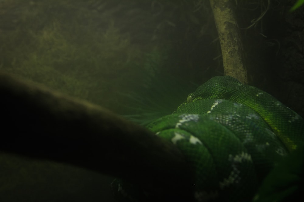 green and white snake