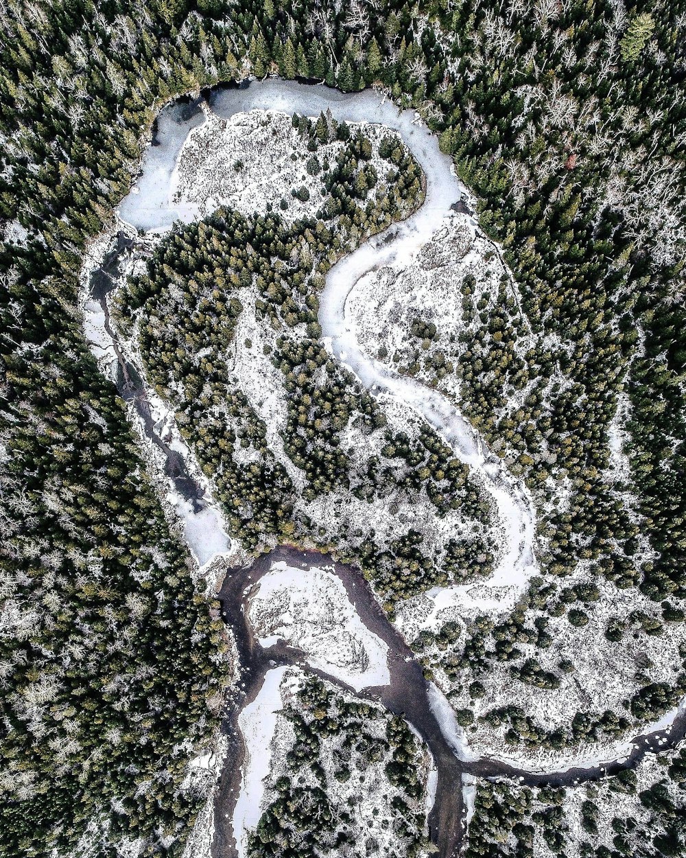 Vue à vol d’oiseau de la forêt