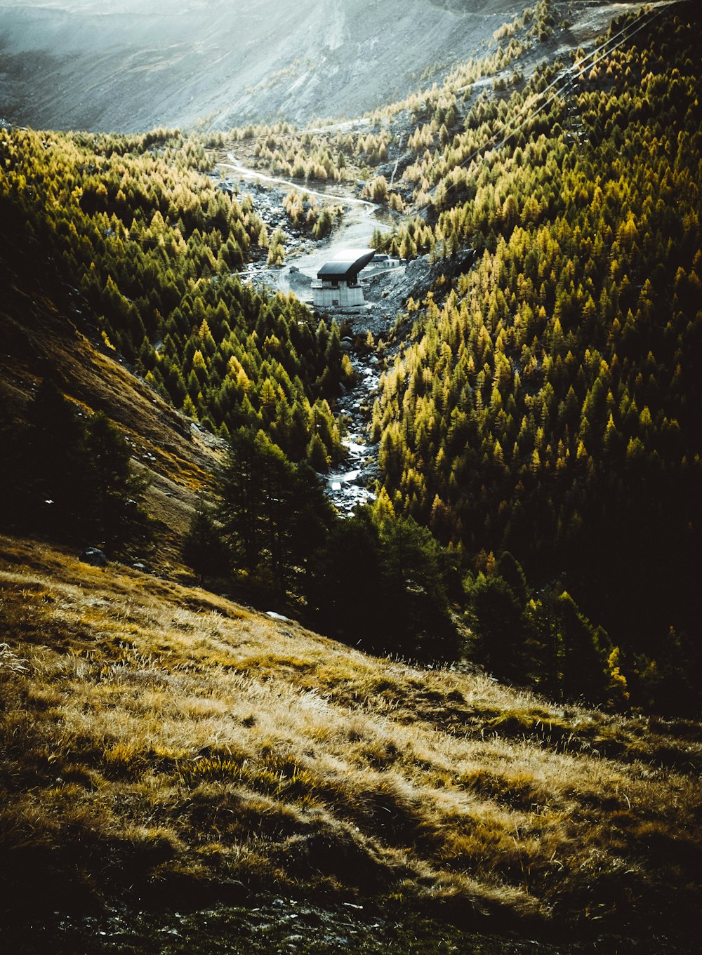 body of water between trees