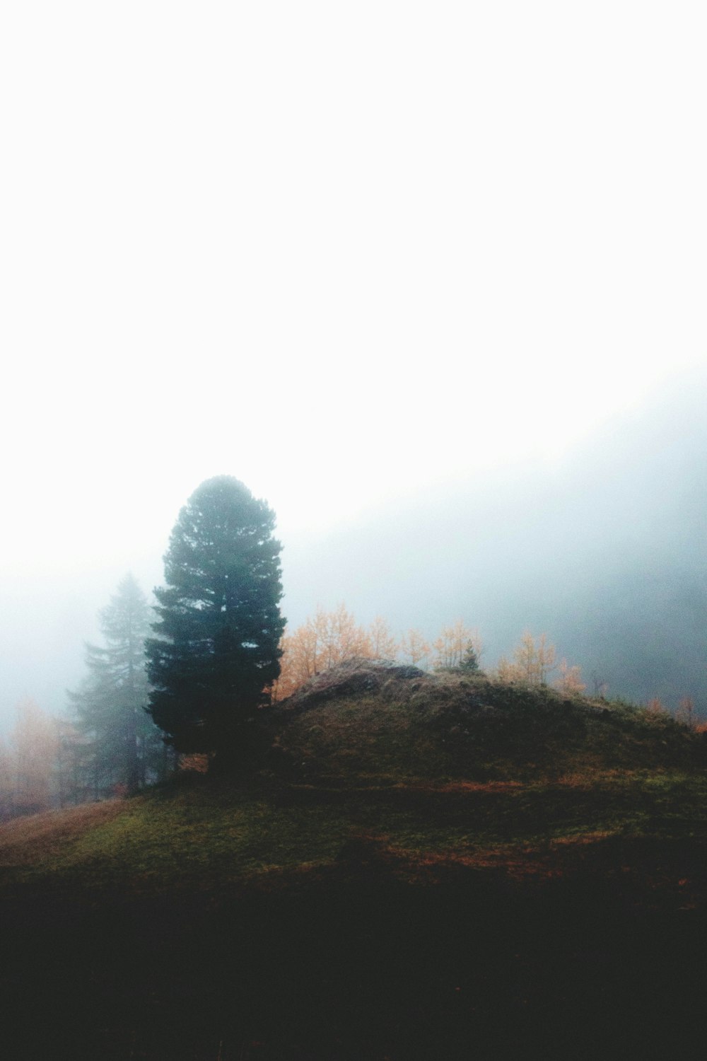 arbre à feuilles vertes sur la montagne entouré de brouillards