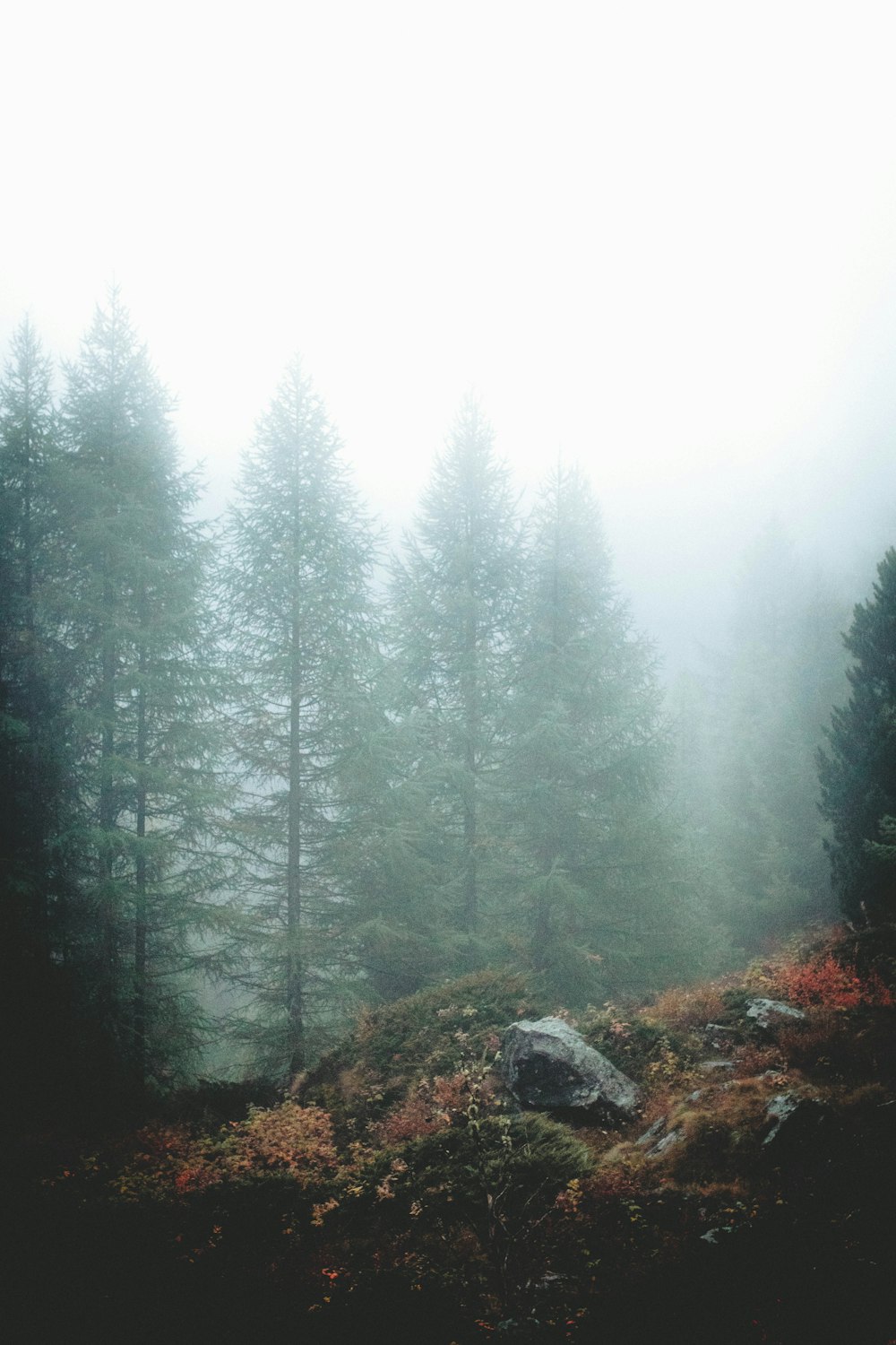 green pine tree covered by mist