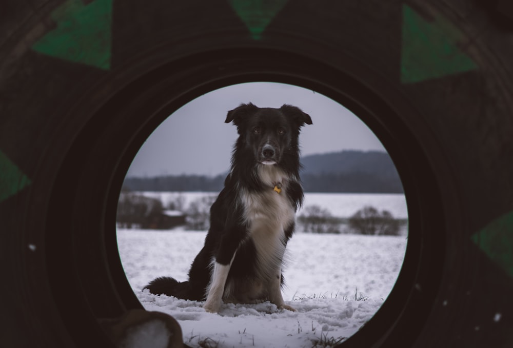 vehicle tire with the view of dog sitting on snow field near mountain