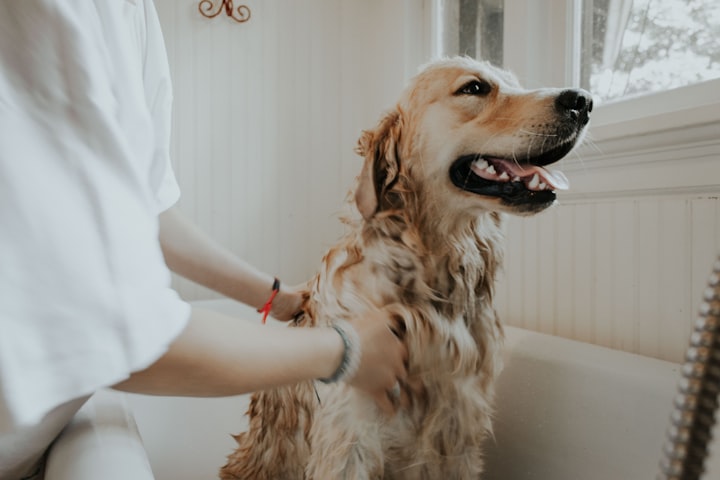 In House Pet Grooming: Tips and Guidelines