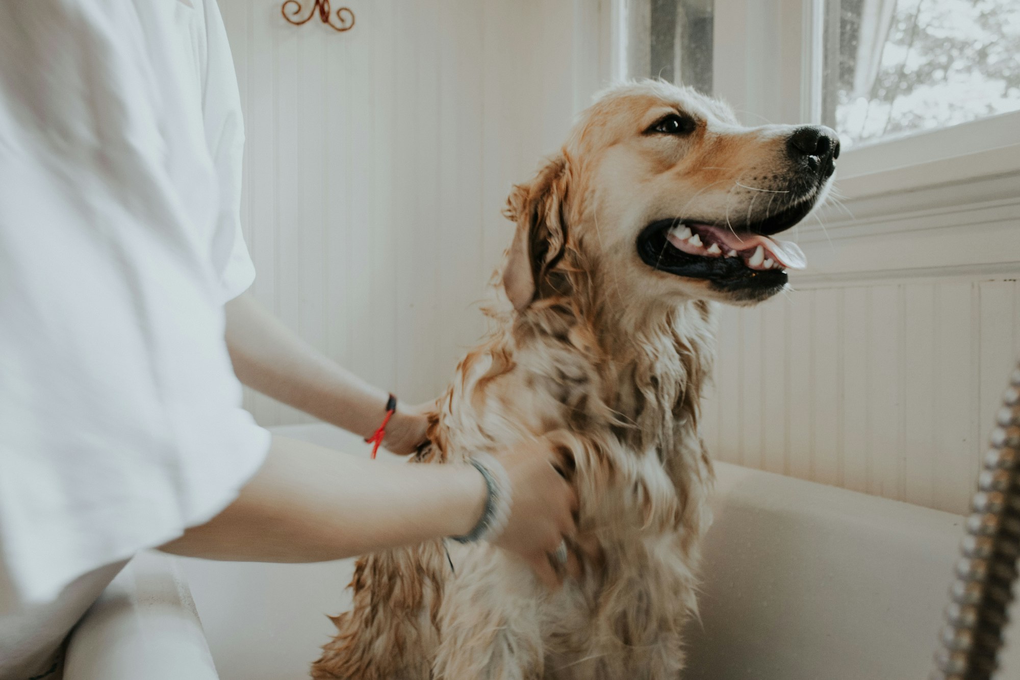 dog in bathtub - quarantine ideas HomeExchange