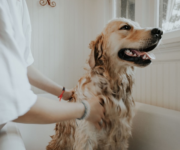 Pet grooming