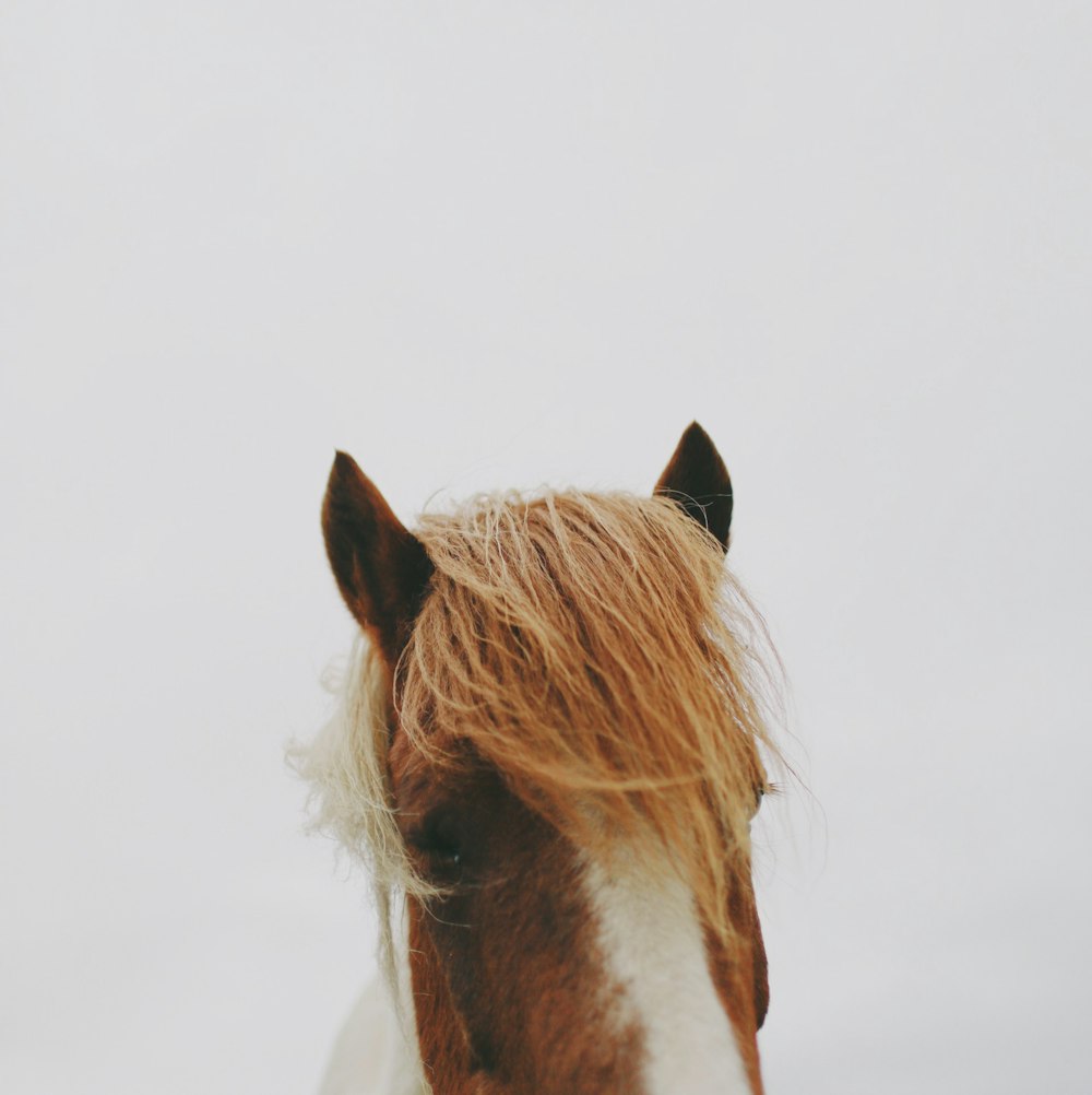 brown and white horse