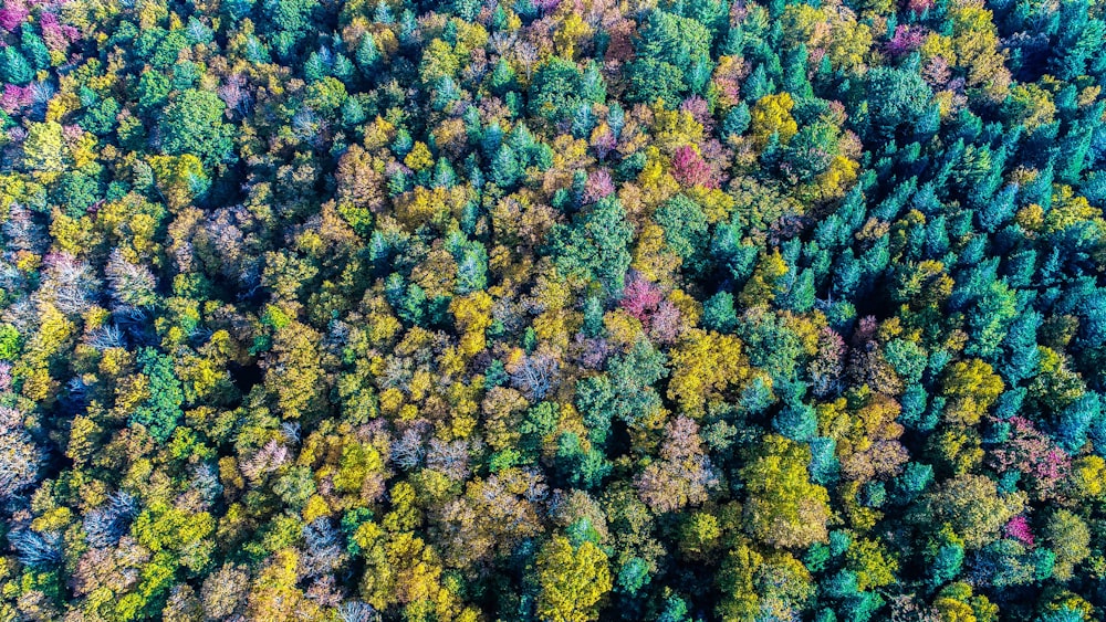 foto della vista aerea della foresta durante il giorno