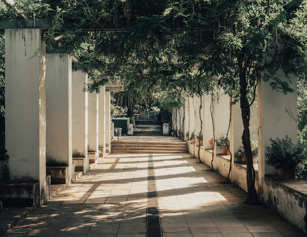 alley surrounded with green leafed plants