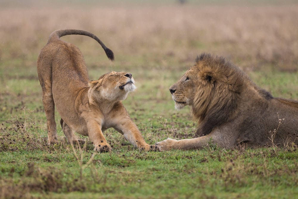 shallow focus photography of lioness standing beside lion