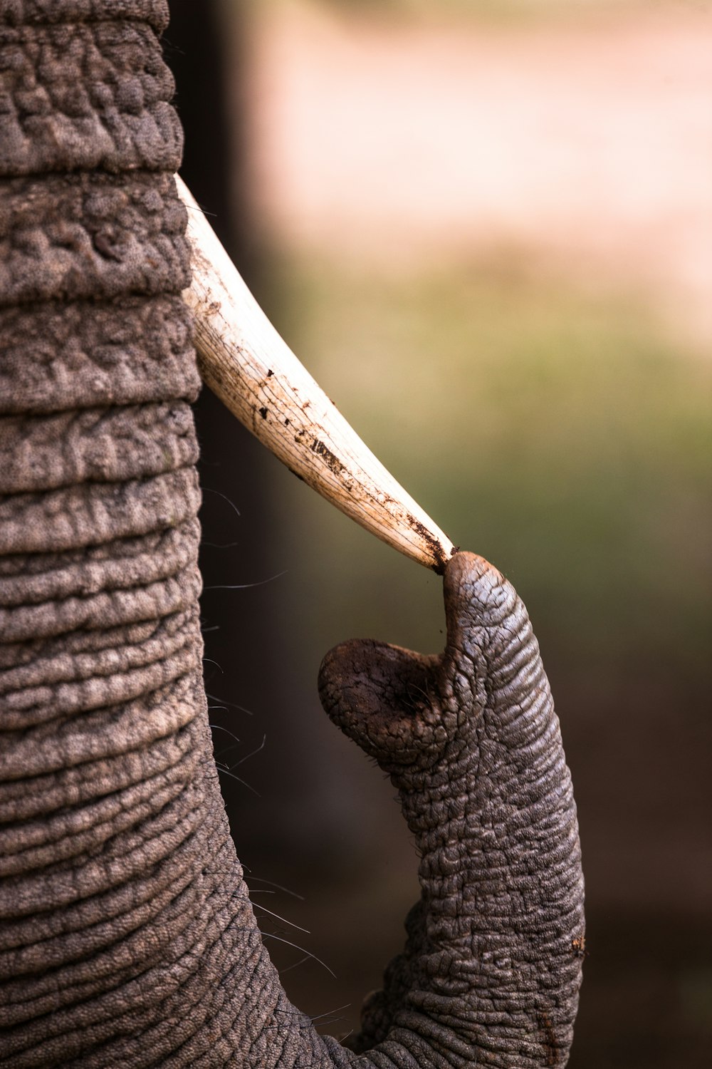 엄니를 만지는 코끼리의 얕은 초점 사진