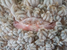 pink crab surrounded by corals