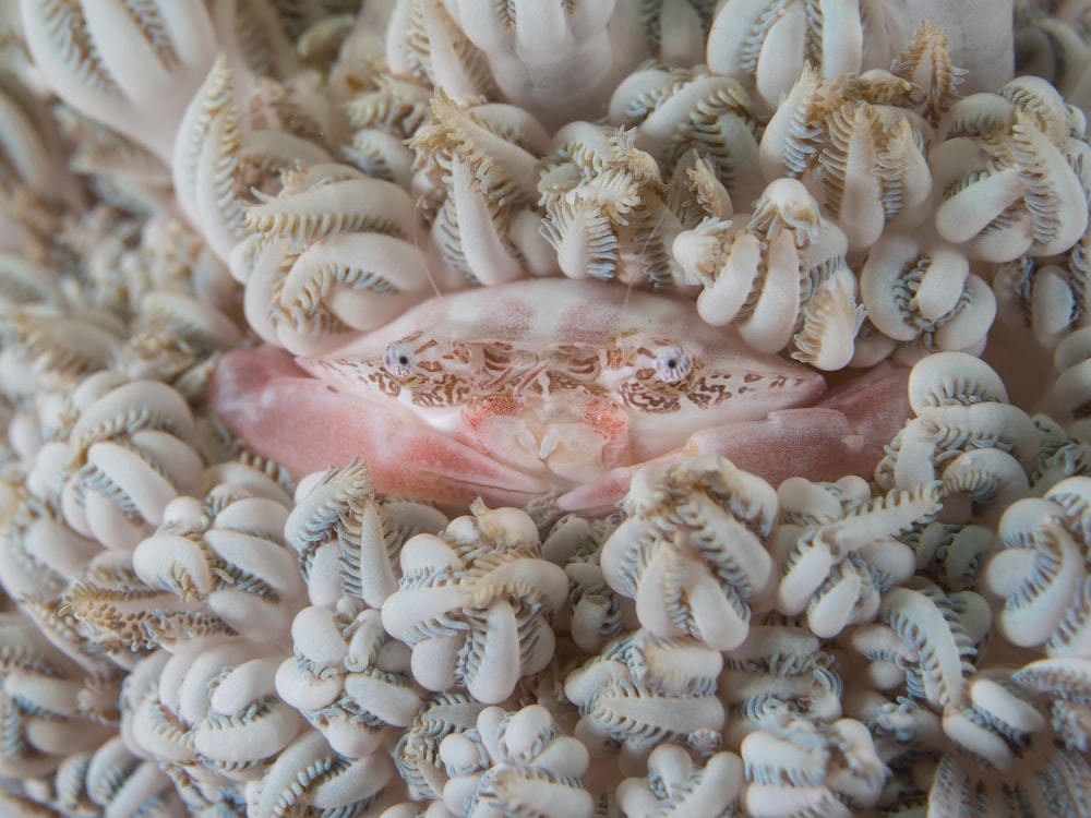 pink crab surrounded by corals