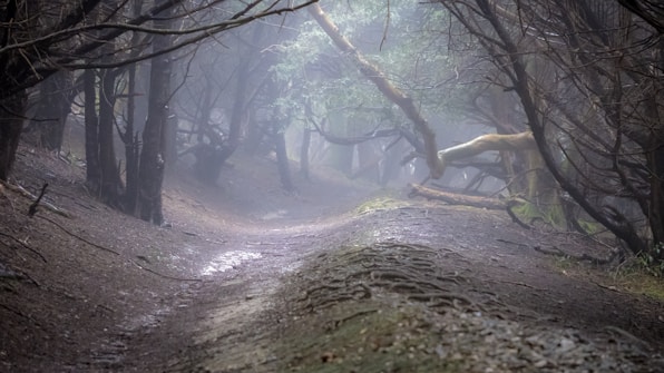 A misty forest path winds through dense, leafless trees, creating an eerie, atmospheric scene. The ground appears wet and muddy, with subtle hints of green moss on some of the tree trunks and branches. The fog creates a soft, diffused light that adds to the mysterious ambiance.