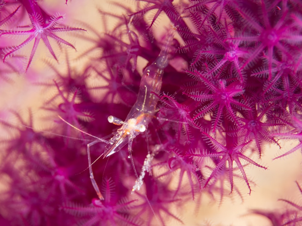 crevettes blanches et étoiles de mer roses