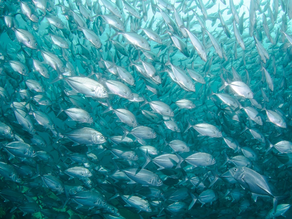 school of fish under body of water