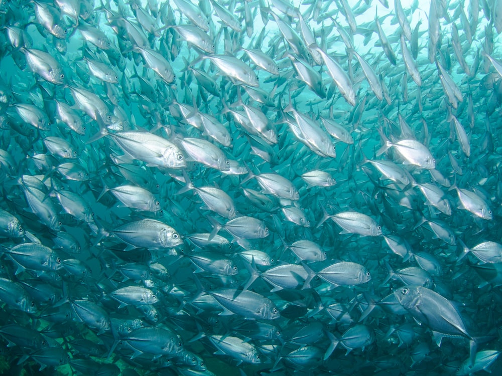 banco di pesci sotto lo specchio d'acqua